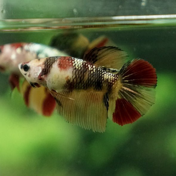 Multicolor/ Galaxy Koi Halfmoon - Female- 14 Weeks Old