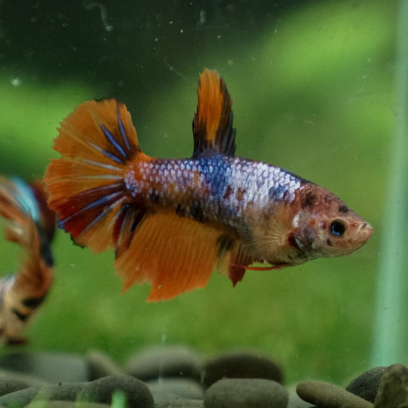 Multicolor/ Galaxy Koi Halfmoon - Female- 14 Weeks Old