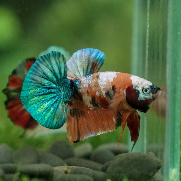 Multicolor/Galaxy Koi Plakat -13 weeks Old