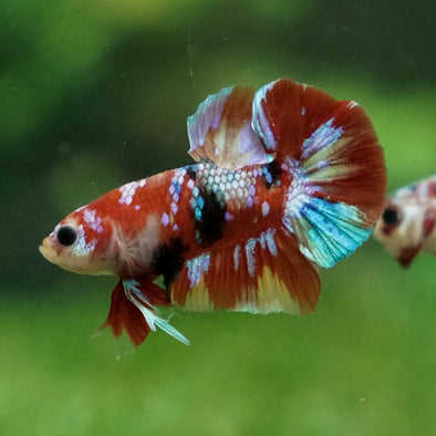 Multicolor/Galaxy Koi Plakat -16 weeks Old