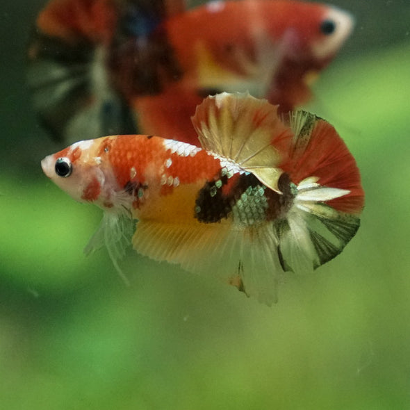 Multicolor/Galaxy Koi Plakat -12 weeks Old