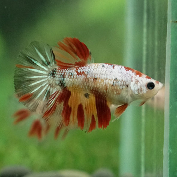 Multicolor/ Galaxy Koi Halfmoon - Female- 13 Weeks Old