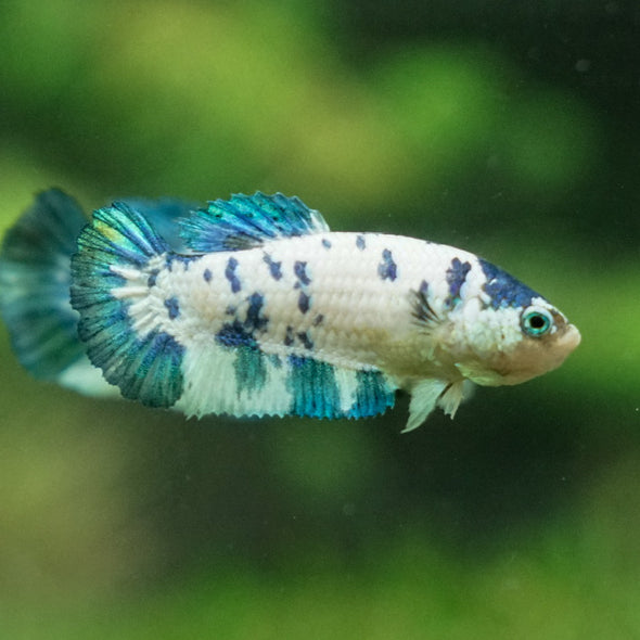 Blue/Green Dalmatian Plakat- Female