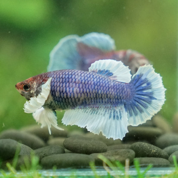 Marble Dumbo Halfmoon - Female