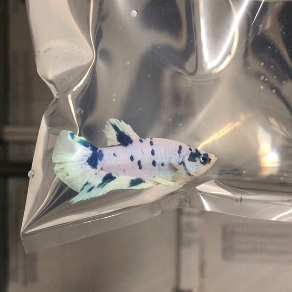 Blue dalmatian male - Customer’s request