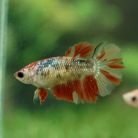 Multicolor/ Galaxy Koi Halfmoon - Female- 13 Weeks Old