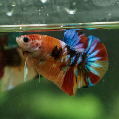 Multicolor/Galaxy Koi Plakat -13 weeks Old