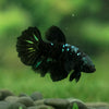 Black Galaxy Koi (Avatar) Halfmoon - Female- 13 Weeks Old