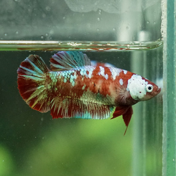 Multicolor/ Galaxy Koi Plakat- Female- 13 Weeks Old