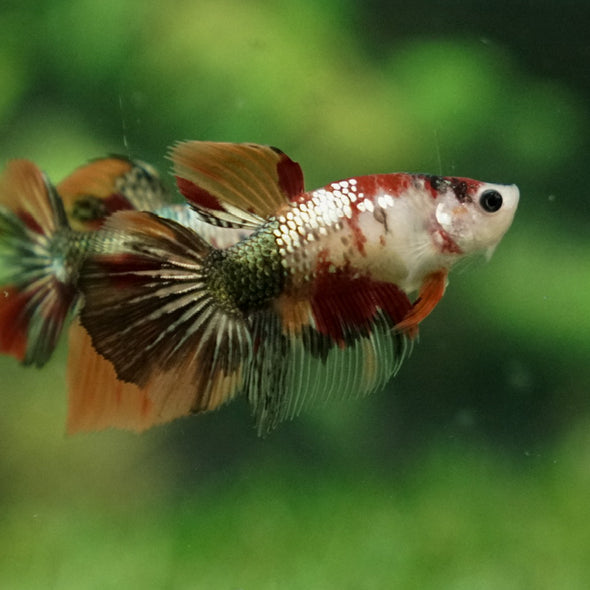 Multicolor/ Galaxy Koi Halfmoon - Female- 14 Weeks Old