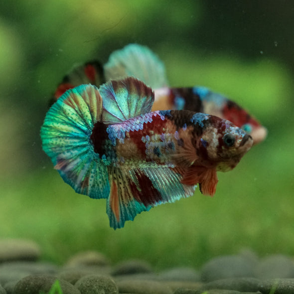 Multicolor/Galaxy Koi Plakat -13 weeks Old