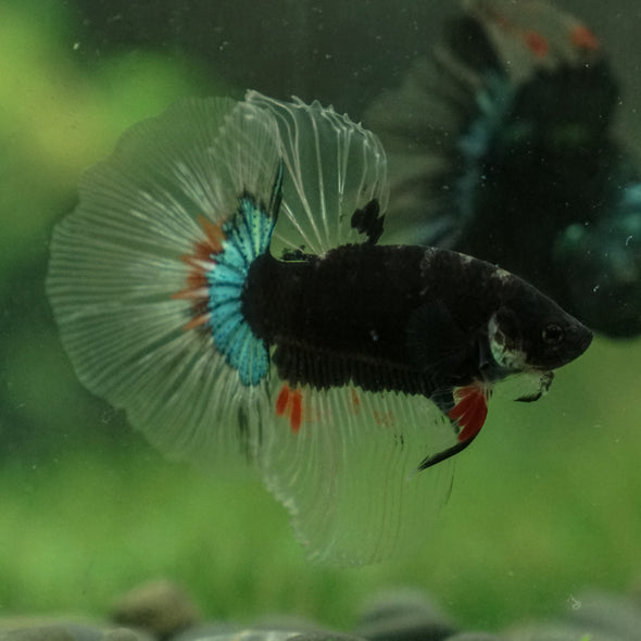 Black Galaxy Koi (Avatar) Halfmoon - 14 weeks old