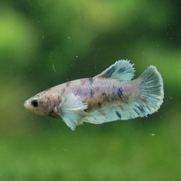 Candy Koi Plakat- Female- 9 Weeks Old