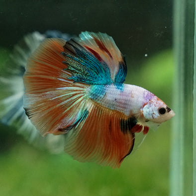 Galaxy Koi Halfmoon - 13 weeks old