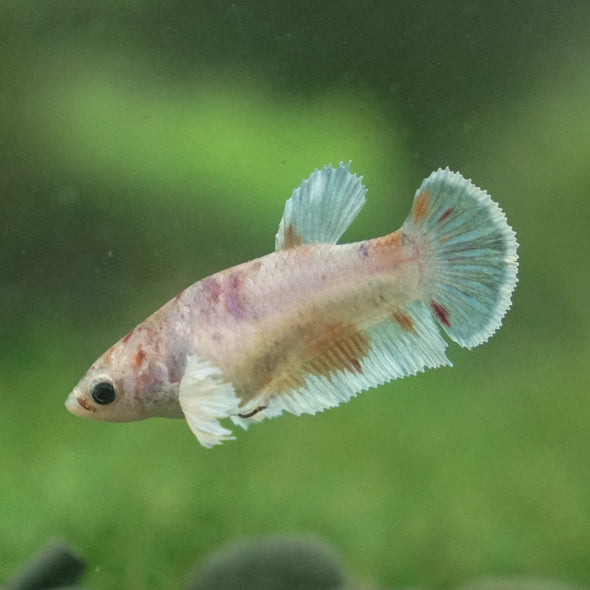 Candy Koi Plakat- Female- 9 Weeks Old