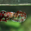 Multicolor/ Galaxy Koi Plakat- Female- 13 Weeks Old