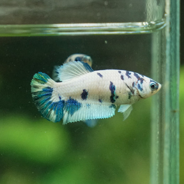 Blue/Green Dalmatian Plakat- Female