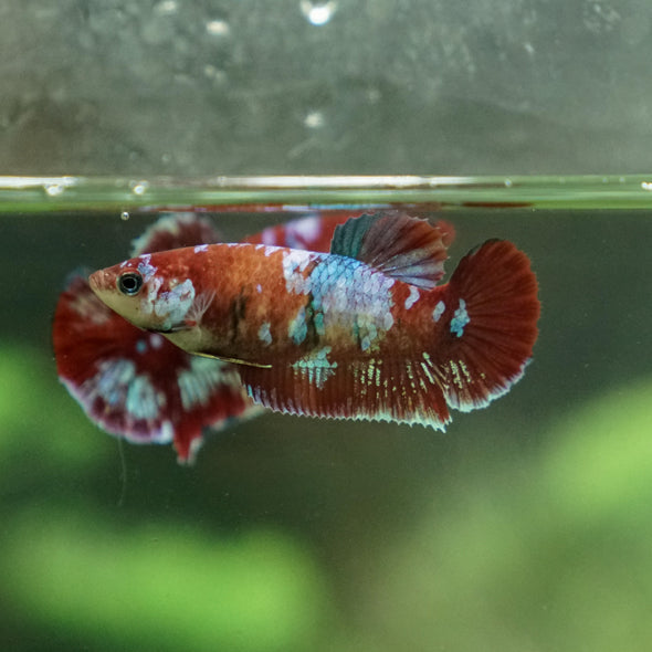 Multicolor/ Galaxy Koi Plakat- Female- 13 Weeks Old