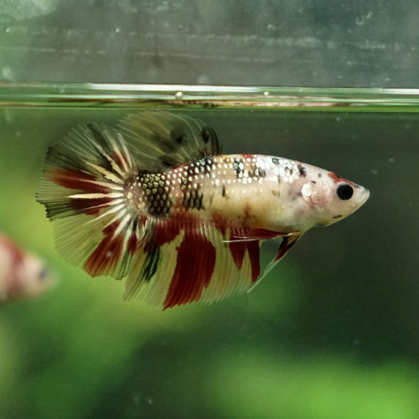 Multicolor/ Galaxy Koi Halfmoon - Female- 14 Weeks Old