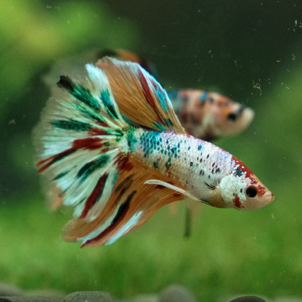 Galaxy Koi Halfmoon - 14 weeks old