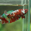 Multicolor/ Galaxy Koi Plakat- Female- 13 Weeks Old