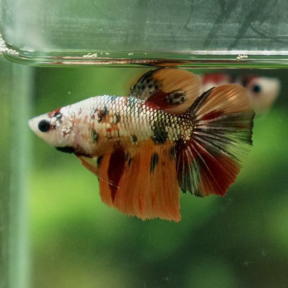 Multicolor/ Galaxy Koi Halfmoon - Female- 14 Weeks Old