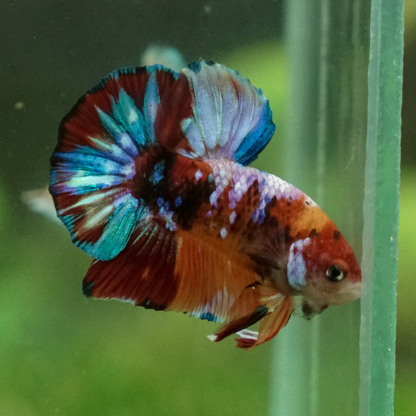 Multicolor/Galaxy Koi Plakat -13 weeks Old