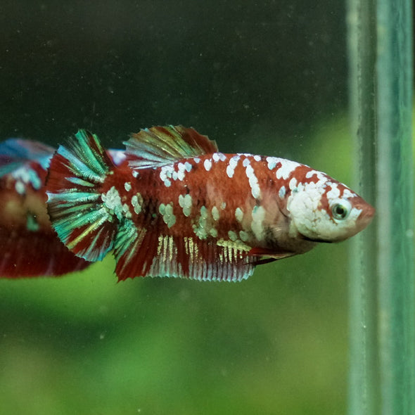 Multicolor/ Galaxy Koi Plakat- Female- 13 Weeks Old