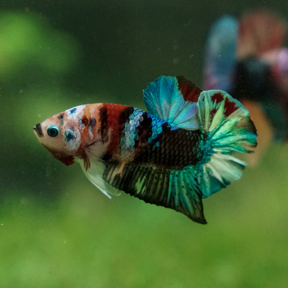 Multicolor/Galaxy Koi Plakat -13 weeks Old