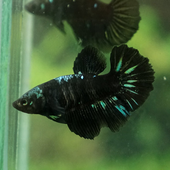 Black Galaxy Koi (Avatar) Halfmoon - Female- 13 Weeks Old