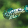 Blue/Green Dalmatian Plakat- Female