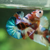 Multicolor/Galaxy Koi Plakat -13 weeks Old