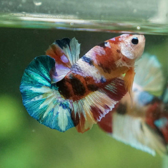 Multicolor/Galaxy Koi Plakat -13 weeks Old