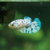 Blue/Green Dalmatian Plakat- Female