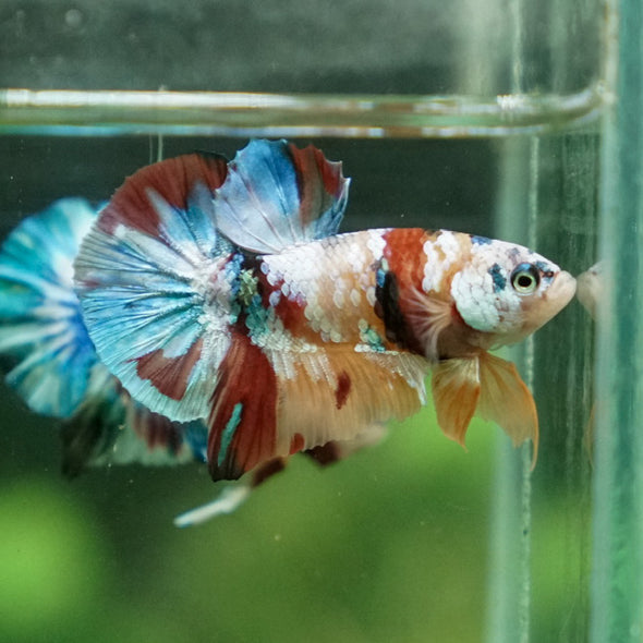 Multicolor/Galaxy Koi Plakat -16 weeks Old