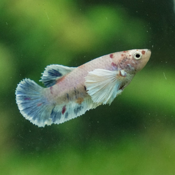 Candy Koi Plakat- Female- 9 Weeks Old