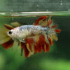 Multicolor/ Galaxy Koi Halfmoon - Female- 14 Weeks Old