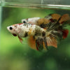 Multicolor/ Galaxy Koi Halfmoon - Female- 14 Weeks Old