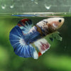 Multicolor/Galaxy Koi Plakat -13 weeks Old