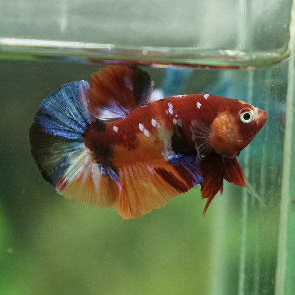 Multicolor/Galaxy Koi Plakat -11 weeks Old