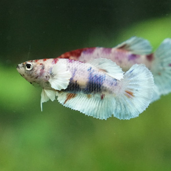 Multicolor/ Galaxy Dumbo Halfmoon - Female- 13 Weeks Old