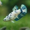 Blue/Green Dalmatian Plakat- Female