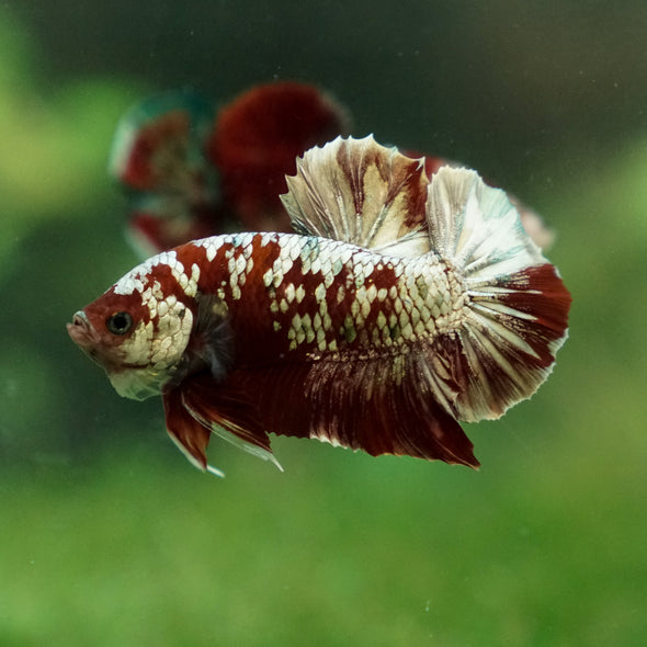 Multicolor/Galaxy Koi Plakat -13 weeks Old