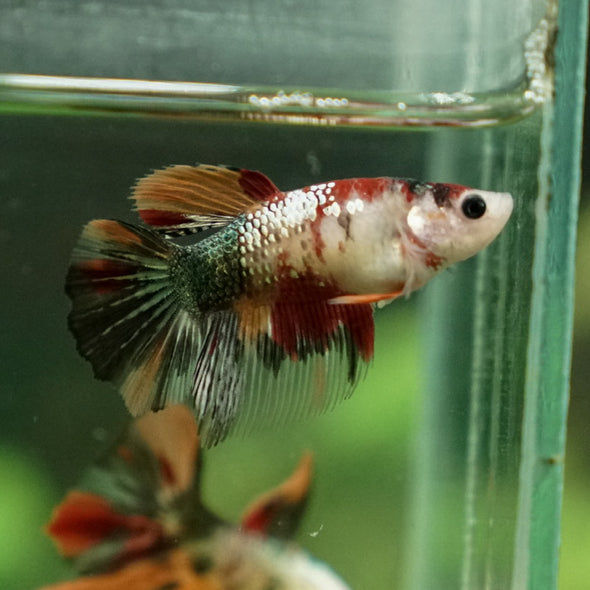 Multicolor/ Galaxy Koi Halfmoon - Female- 14 Weeks Old