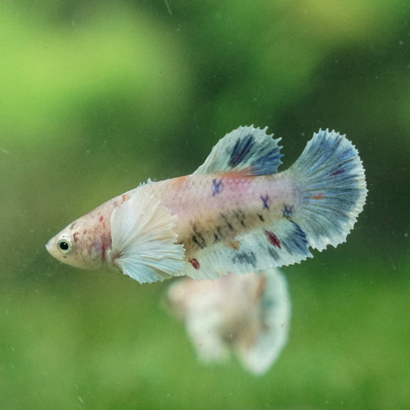 Candy Koi Plakat- Female- 9 Weeks Old