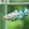 Blue/Green Dalmatian Plakat- Female