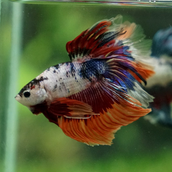 Galaxy Koi Halfmoon - 13 weeks old