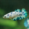 Blue/Green Dalmatian Plakat- Female