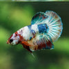 Multicolor/Galaxy Koi Plakat -11 weeks Old