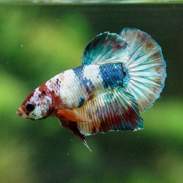 Multicolor/Galaxy Koi Plakat -11 weeks Old